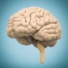 Hoe gevoelig zijn de hersenen voor ziekten en aandoeningen?